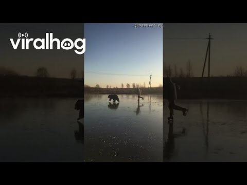 Bear Powered Ice Skating || ViralHog