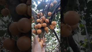 Download Lagu sekilas buah menteng mirip dengan buah duku #menteng #buahmenteng MP3 Download Lagu sekilas buah menteng mirip dengan buah duku #menteng #buahmenteng MP3