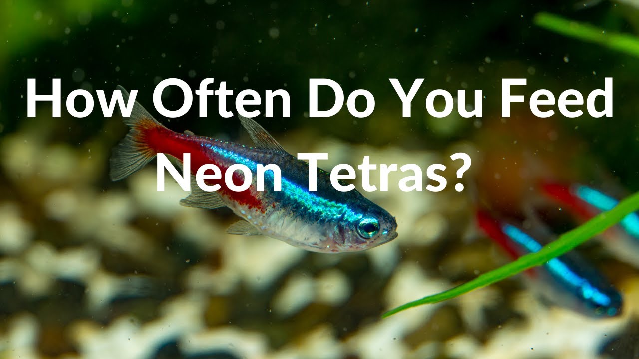 How Often Do You Feed Neon Tetras?