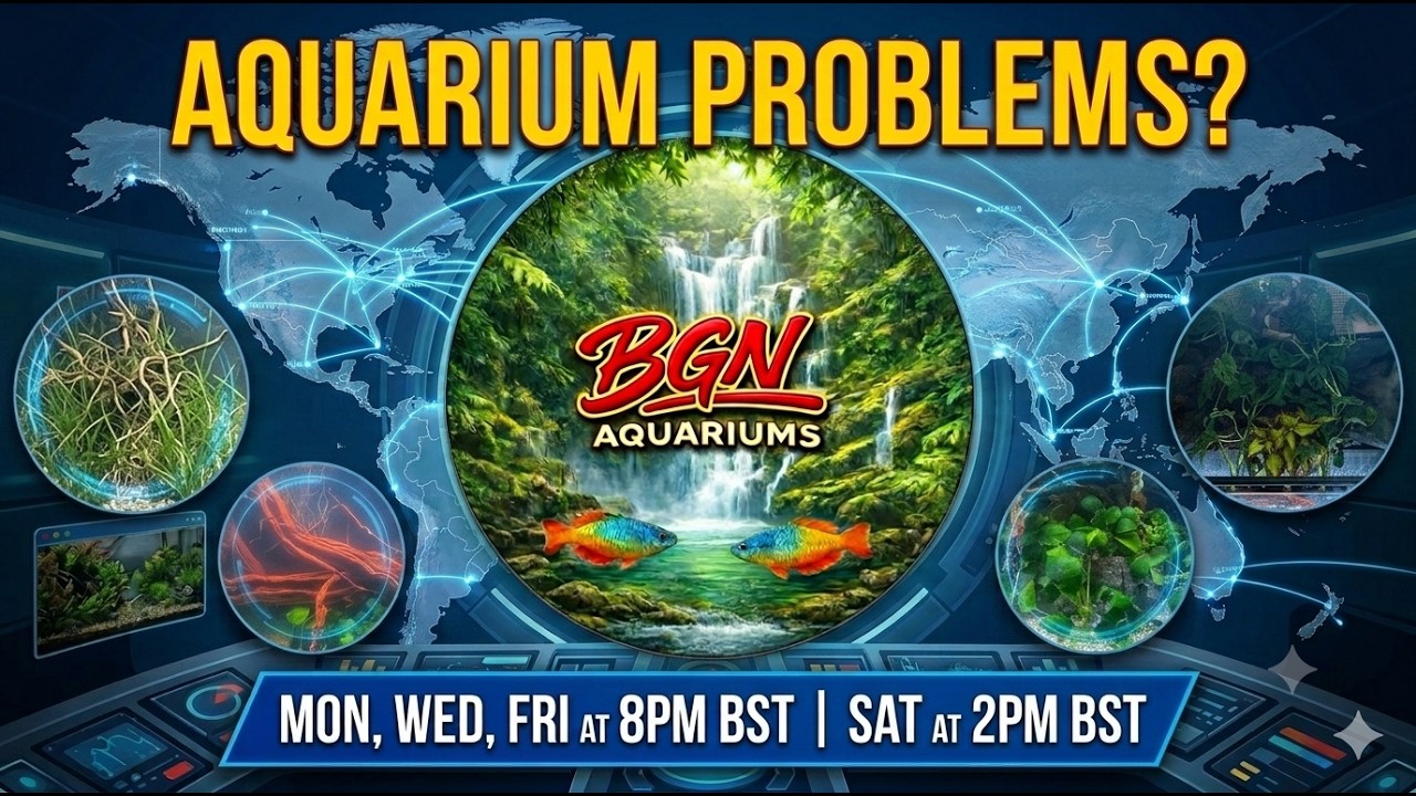 BGN Aquariums is live 17/7/26