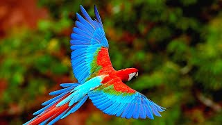 16 Самых Красивых Попугаев В Мире