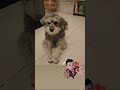 Công chúa cần anh sugar dog