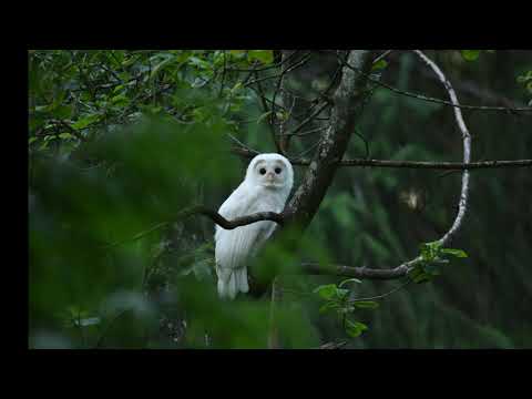Video: Ali owlet alarmira, ko se baterija izprazni?