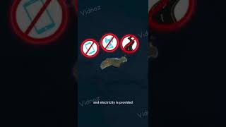 Hawaii's Forbidden Island Tourists Banned on Ni'ihau 🤯#facts #hawaii #mood #shorts #peace #food