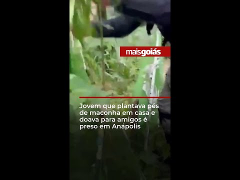 Jovem que plantava pés de maconha em casa e doava para amigos é preso em Anápolis