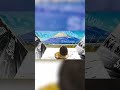 静岡県(SHIZUOKA-KEN)/ PIKOTARO(ピコ太郎)