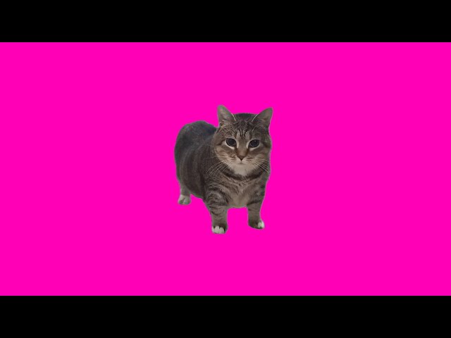 OIIA OIIA Neon Cat 🐱 | EDM Trance Remix (Gata Cibernética)