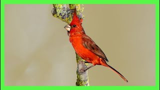 Cardenal De Guajira/Bermejo Canto! Llamado! Sonido! - Vermilion Cardinal Song -Cardinalis Phoeniceus