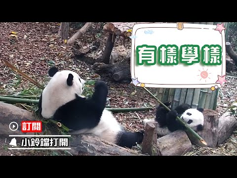 《熊貓早晚安》熊貓寶寶跟著媽媽學吃竹子，不過這個竹子也太大了吧 | iPanda熊貓頻道
