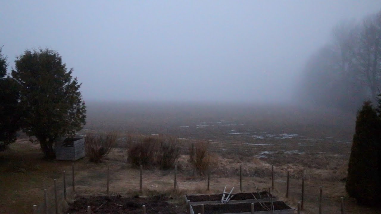 ASMR Relaxing Early Morning Bird Song | Birds Singing | Morning Gymnastics (No Talking)