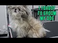 Safely Groom Your Matted Dog