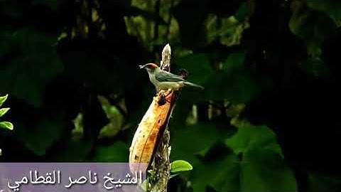 أواخر سورة البقرة بترتيل بديع وترنم جميل للشيخ ناصر القطامي