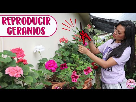 Video: ¿Debería pelargonium cabeza muerta?