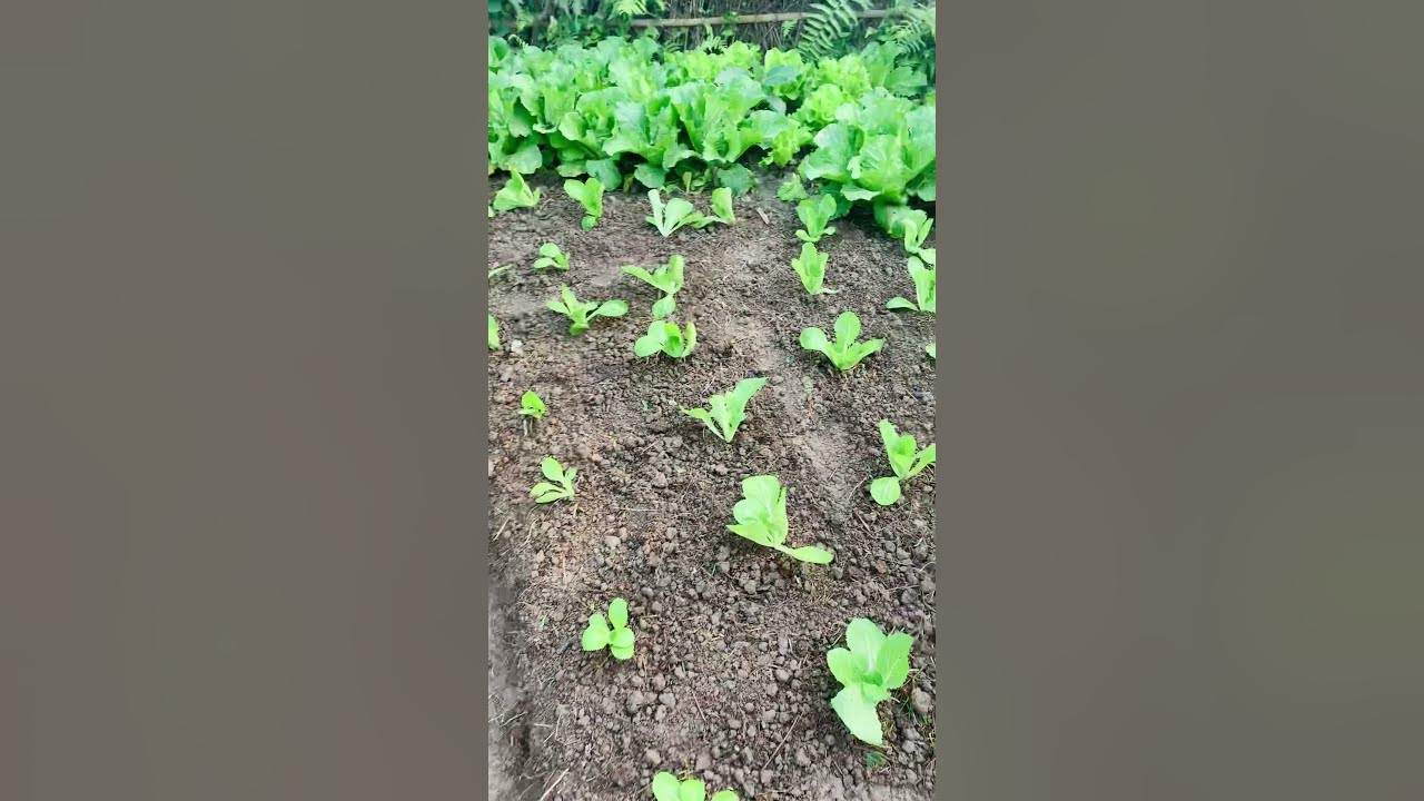 Lettuce and chinese cabbage planting in Nepal YouTube