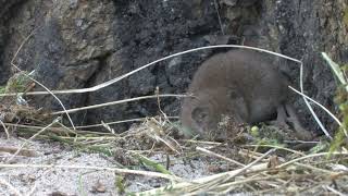 Lesser White-toothed Shrew by Steve Evans 329 views 8 months ago 3 minutes, 11 seconds