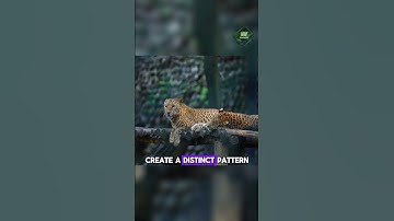 LEOPARDS: Interesting Facts