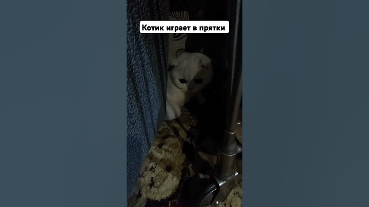 Котик играет в прятки.