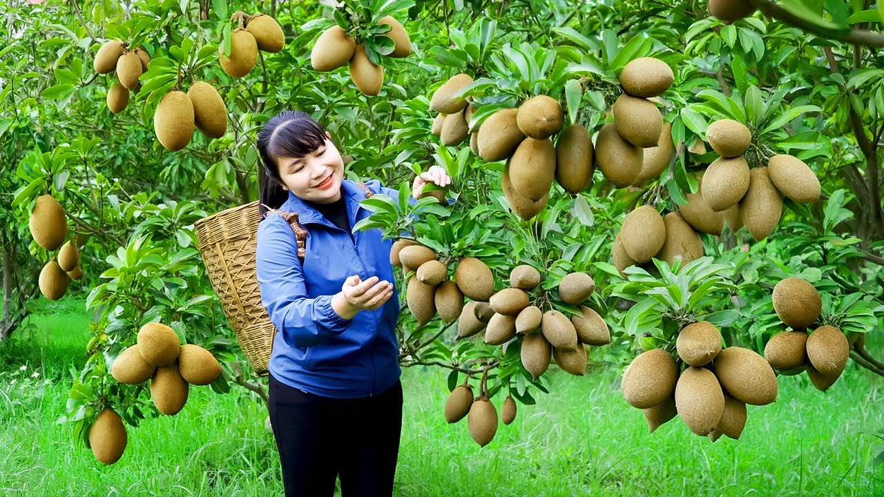 How To Harvest Sapodilla, goes to the market to sell - Harvesting and Cooking |Tieu Vy Daily Life