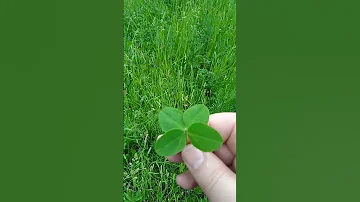 четырехлистный #клевер #символ удачи #фортуна #ловиудачу