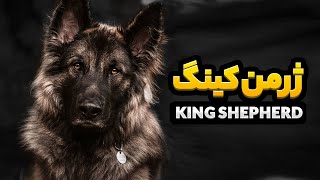 ژرمن شپرد کینگ سایز | سگ غولپیکر و بزرگ جثه | King Shepherd by REXERAM 2,601 views 3 months ago 8 minutes, 7 seconds