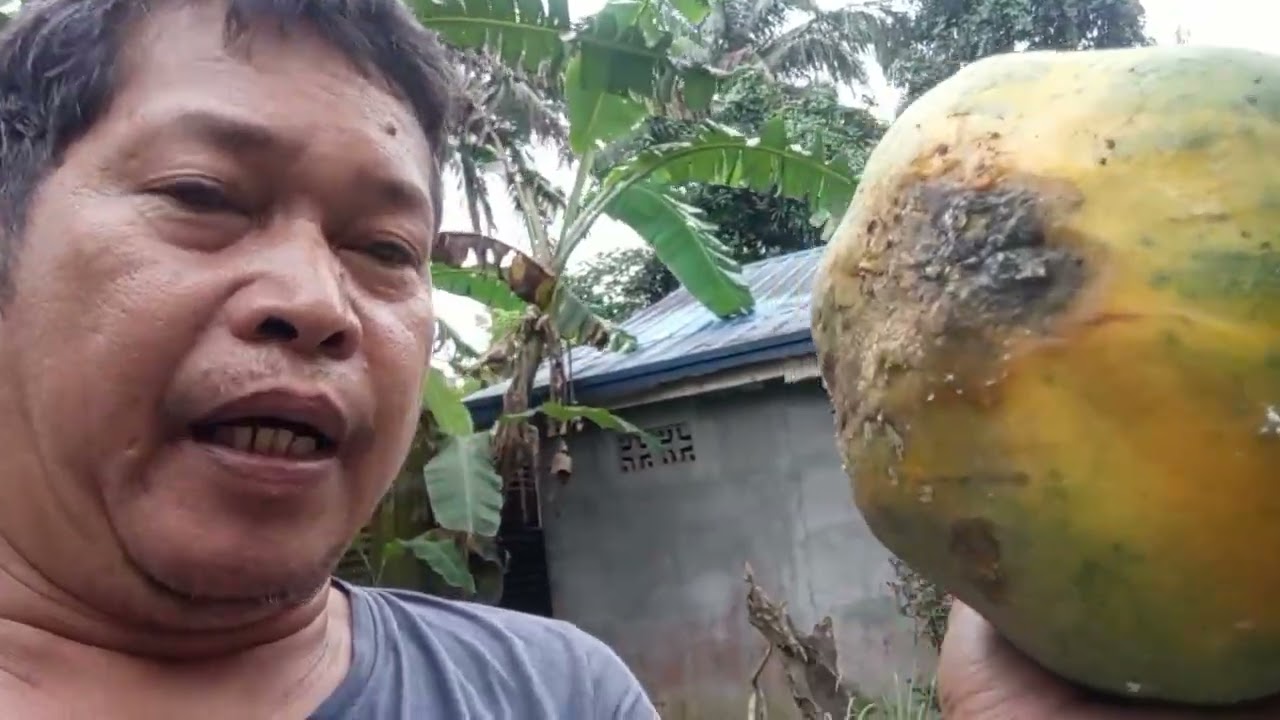 BAGONG BROD COCK💪💪💪💪