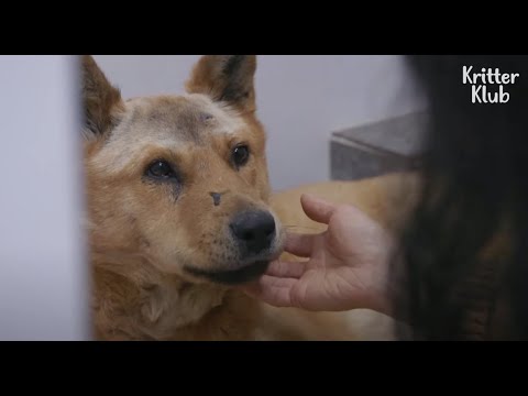 Video: Gucci: Kisah Anjing Yang Mengubah Undang-Undang & Membuat Penyalahgunaan Haiwan Domestik Sebuah Kejahatan