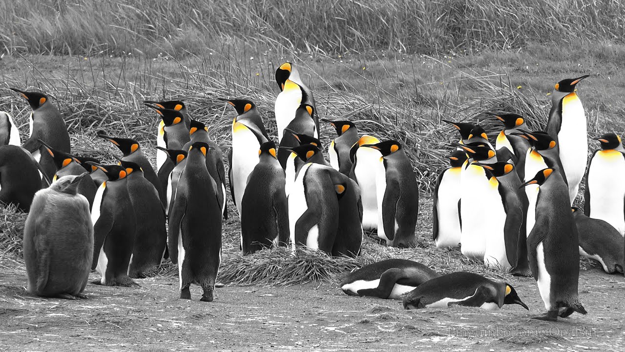 Patagonien. Wale, Pinguine, See-Elefanten und traumhafte Landschaft.