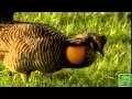 Saving the Lesser Prairie Chicken - Texas Park and Wildlife [Official]