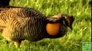 Saving the Lesser Prairie Chicken