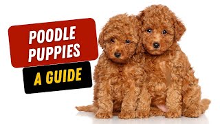The Poodle Puppy Guide for Happy Owners