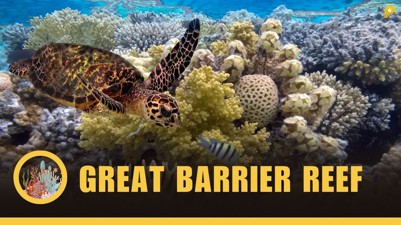 The Great Barrier Reef - The world's Largest Coral Reef Ecosystem