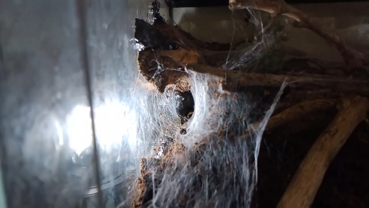 Nourrissage de ma tégénaire avec une mouche à damier 