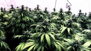 OMMPgrower Motivational Marijuana #4 - Be The Best You