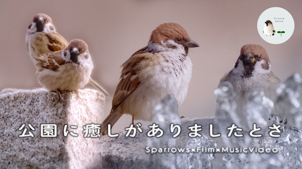 Sparrow Spotting 🐤 They’ve Basically Become Part of the Park - Little Joys in Japan