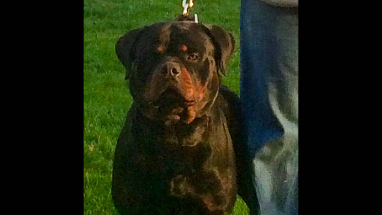 Belin Von Iron Heart Rottweiler Kennel YouTube