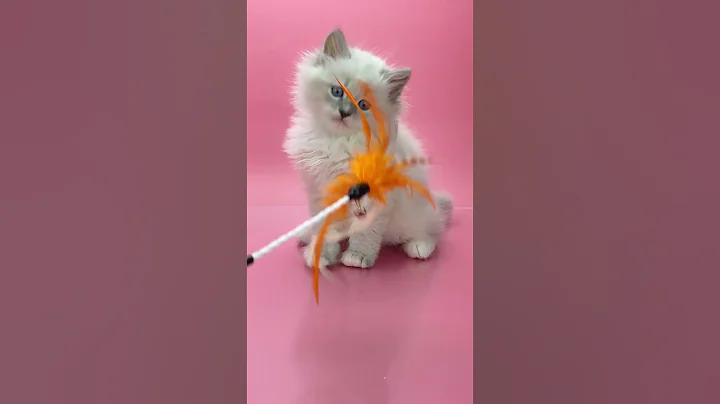 Video 7521981: siberian tabby kitten, blue tabby point siberian, tabby male kitten, sweet siberian kitten, purebred kitties