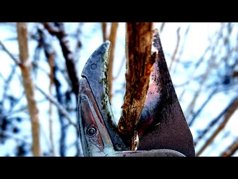 ДЕТАЛЬНАЯ ОБРЕЗКА СМОРОДИНЫ