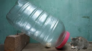 mouse trap made from plastic bottle,water bottle mouse rat trap,make rat trap at home