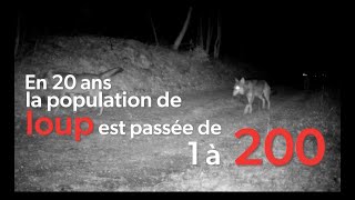 Retour du Loup, l'impact catastrophique de cet animal sur la grande faune