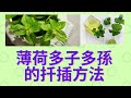 薄荷的多子多孫扦插繁殖 - 省時、省力又省枝條.也分享水培扦插、土壤扦插方法 (How to Grow Mint From Cuttings)