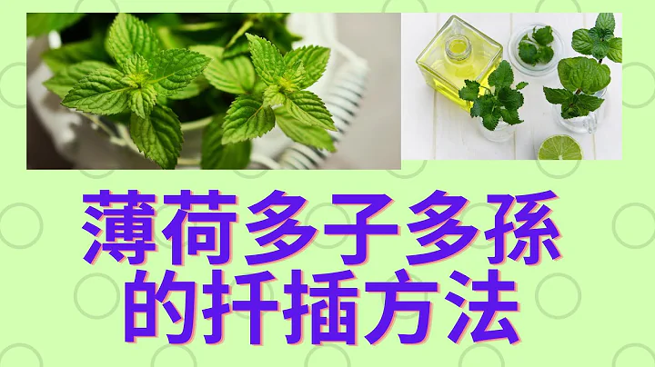 薄荷的多子多孙扦插繁殖 - 省时、省力又省枝条.也分享水培扦插、土壤扦插方法 (How to Grow Mint From Cuttings) - 天天要闻