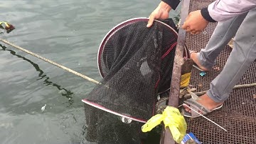 Hồ sông ray biên hoà cá bự trà bá luôn.