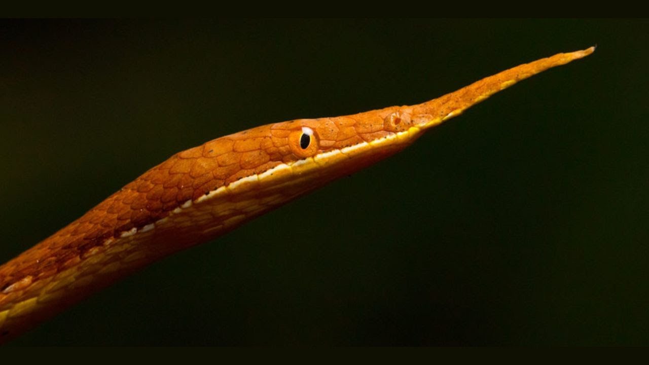 Rare Malagasy leaf nosed snake | rare snake 