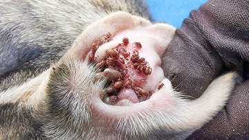 Completely Cleaning and Removing all Big Ticks and Small Ticks From Dog - Save Dog From Ticks Clip