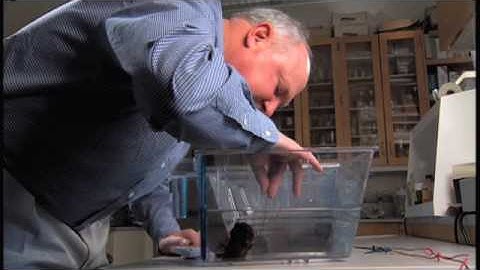 NOVAscienceNOW | NOVA Short | A Memorable Snail