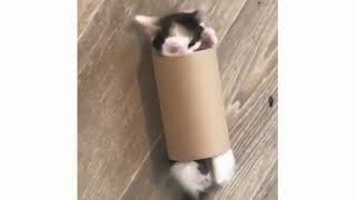 BEST FUNNY Kittens COMPILATION 2022😂| Funny and Cute Cat Videos !😸 #cats #AdorableAnimals by Adorable Animals 26 views 1 year ago 54 seconds