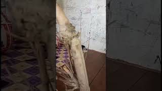 Bambu Unik Bisa Bersuara 😳 BamBoomerang Kenagan indah ✌️