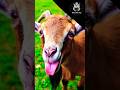 Goats Are Just Glitched Animals 💀🐐 #trending #animals #shorts