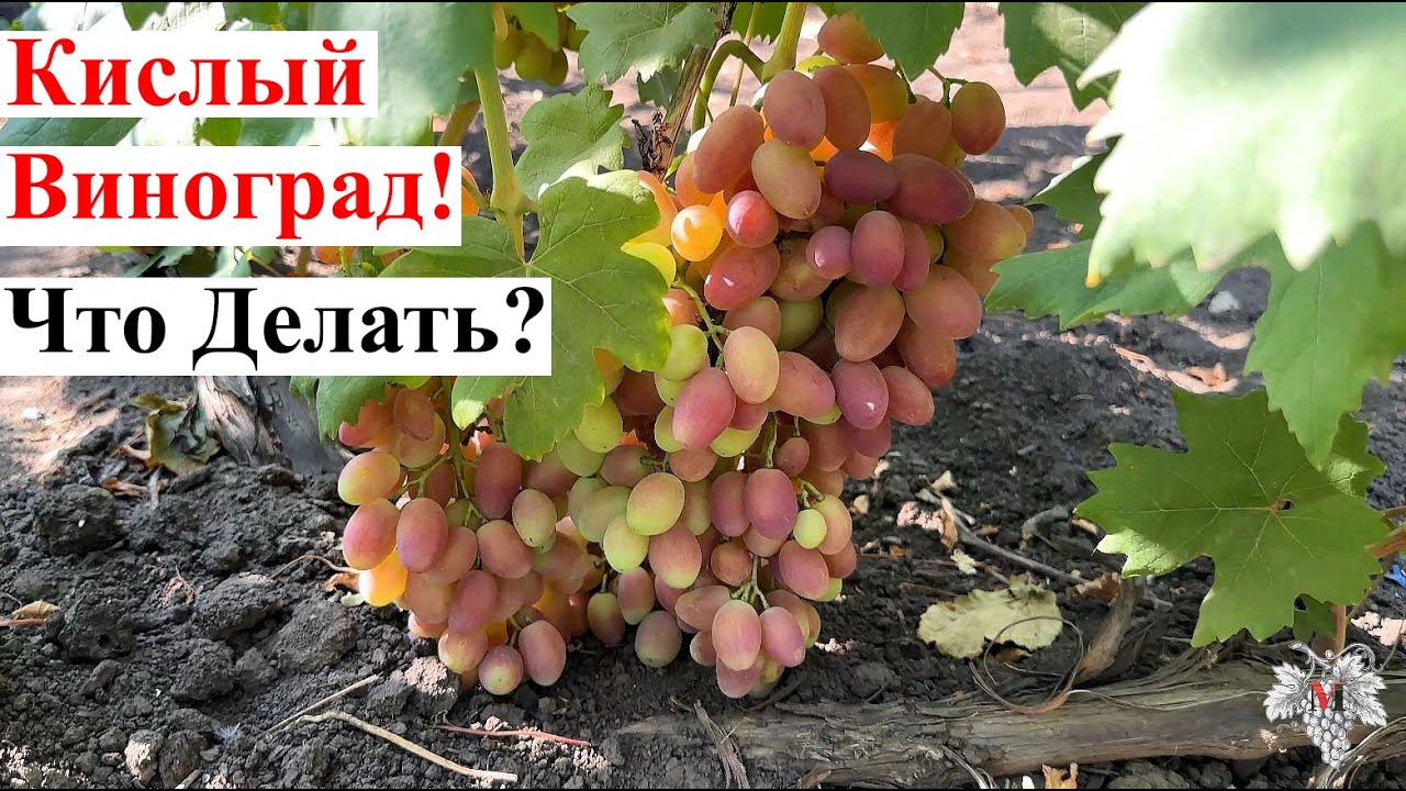 ПОЧЕМУ виноград КИСЛЫЙ и Как СДЕЛАТЬ его СЛАДКИМ
