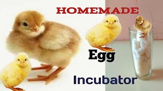 BEST Incubator For Chicken Eggs With 100% Efficiency | Chicken Hatchery | Chicken Egg Incubator |Egg